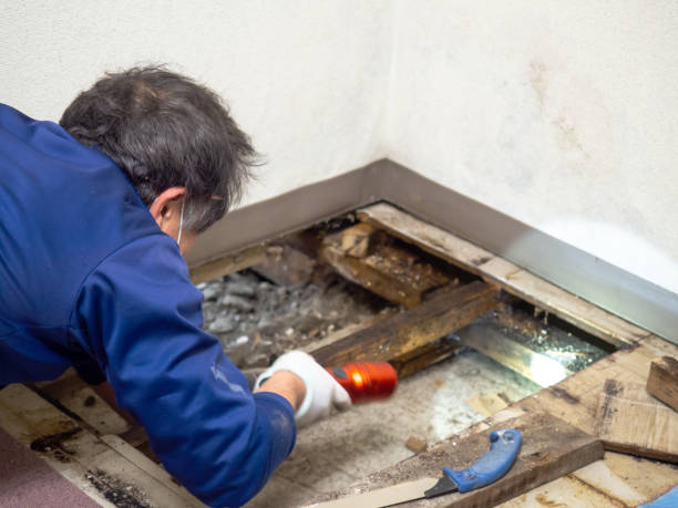 Best Attic Mold Removal  in Laurel, FL